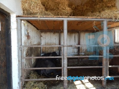 Buffalo Farm, Buffaloes Grazing In Open-air Cages  Stock Photo