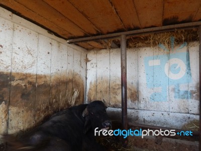 Buffalo Farm, Buffaloes Grazing In Open-air Cages  Stock Photo