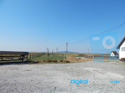 Buffalo Farm, Buffaloes Grazing In Open-air Cages  Stock Photo