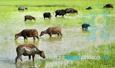 Buffalo Grazing Stock Photo