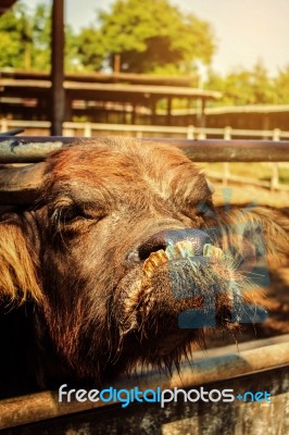 Buffalo Is In The Enclosure Stock Photo