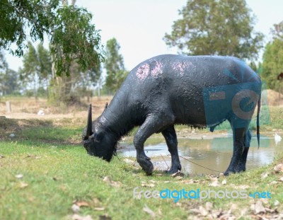 
Buffalo Muddy Cool Grazing In A Field With Happiness Stock Photo