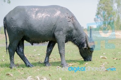 
Buffalo Muddy Cool Grazing In A Field With Happiness Stock Photo