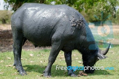 
Buffalo Muddy Cool Grazing In A Field With Happiness Stock Photo