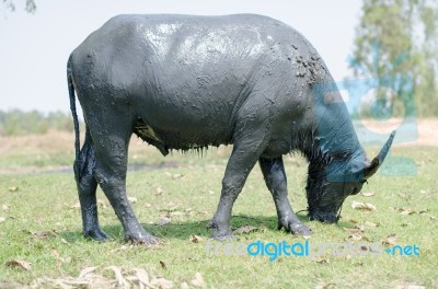 
Buffalo Muddy Cool Grazing In A Field With Happiness Stock Photo