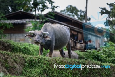 Buffalo Of The Villagers Stock Photo