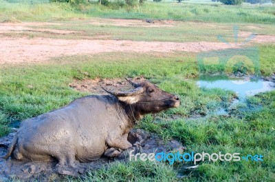 Buffalo Played Mud In Thailand Stock Photo