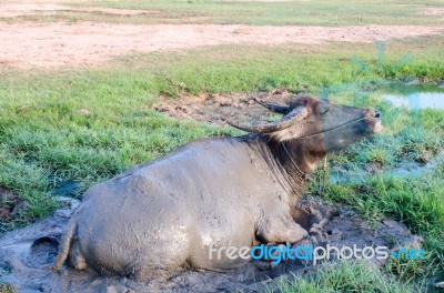 Buffalo Played Mud In Thailand Stock Photo