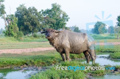 Buffalo Played Mud In Thailand Stock Photo