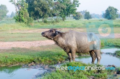 Buffalo Played Mud In Thailand Stock Photo