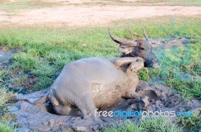 Buffalo Played Mud In Thailand Stock Photo