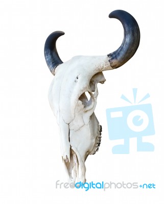 Buffalo Skull Stock Photo