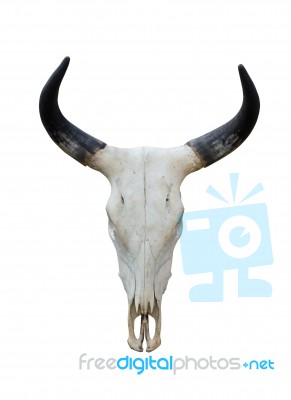 Buffalo Skull Stock Photo