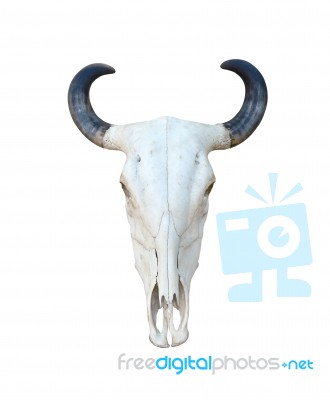 Buffalo Skull Isolate Stock Photo