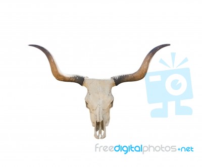 Buffalo Skull On White Stock Photo