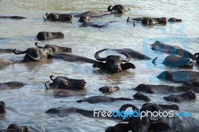 Buffalo Swiming In A River Stock Photo