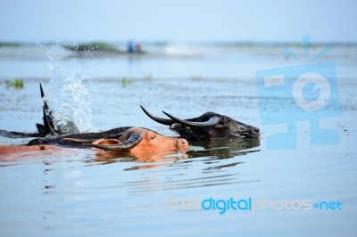 Buffalo Swimming In A Pond Stock Photo