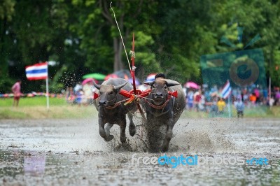 Buffalo Tradition Race Stock Photo