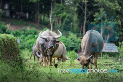 Buffaloes Are Eating Grass At The Fields In Chiang Mai Stock Photo