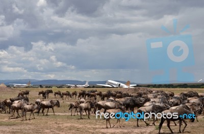 Buffalos Stock Photo