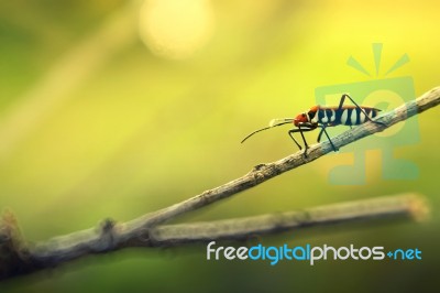 Bug Stock Photo