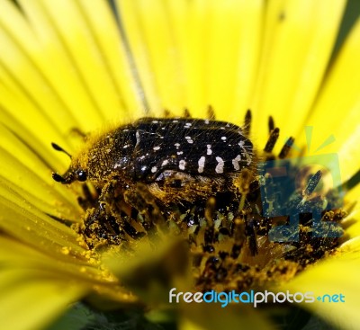 Bug On The Flower Stock Photo