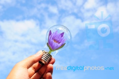 Bulb With Purple Lotus In Hand Stock Photo