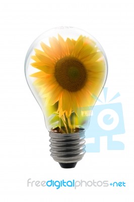 Bulb With Sunflower Stock Photo