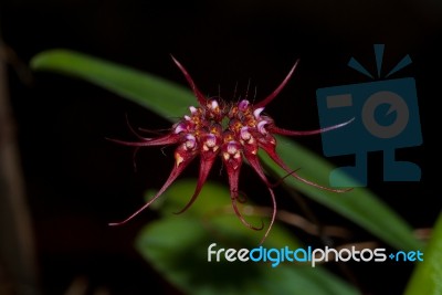 Bulblophyllum Gracillinum Stock Photo