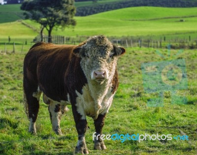 Bull In The Country Side Of Tasmania Stock Photo