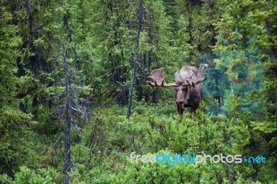 Bull Moose In The Forest Stock Photo