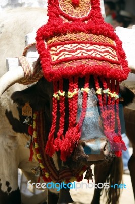 Bull On Parade Stock Photo