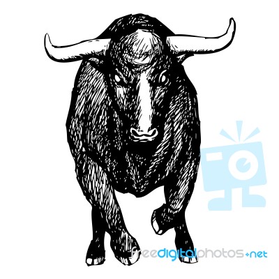 Bull On White Background Stock Image