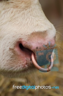 Bull With Ring In Nose Stock Photo