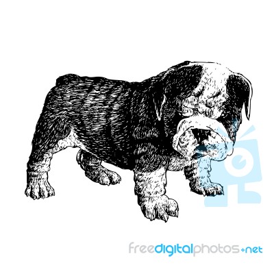 Bulldog Hand Drawn Stock Image