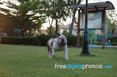 Bulldog Is Walking On The Grass Stock Photo