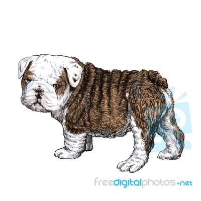 Bulldog Puppy Stock Image