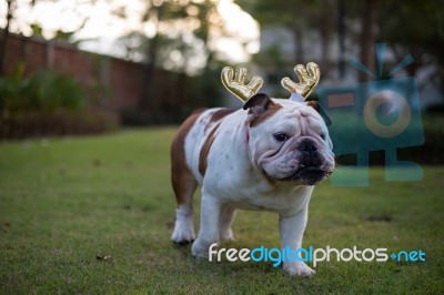 Bulldog Walking In The Park Stock Photo