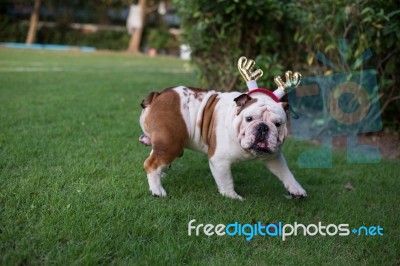 Bulldog With Gold Horn Walk On The Park Stock Photo