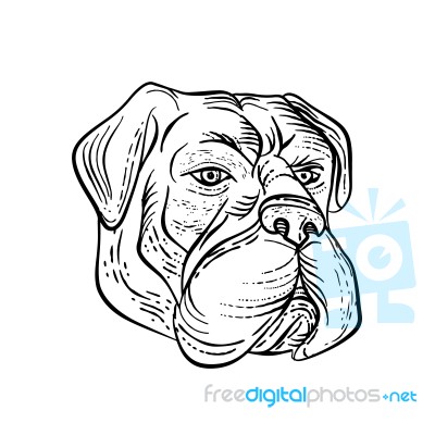 Bullmastiff Head Black And White Etching Stock Image