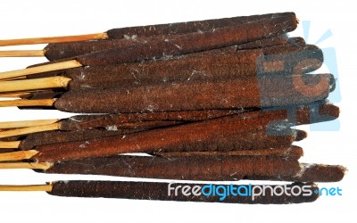 Bulrush Stock Photo