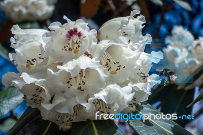 Bumble Bee Pollinating A White Rhododendron Stock Photo