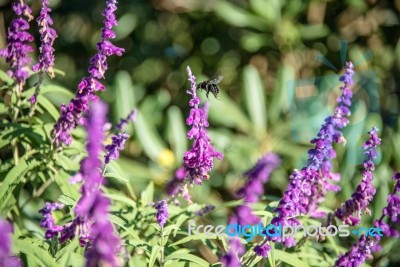 Bumblebee Flies Over Amethyst Sage Stock Photo