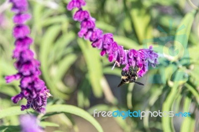 Bumblebee Flies Over Amethyst Sage Stock Photo