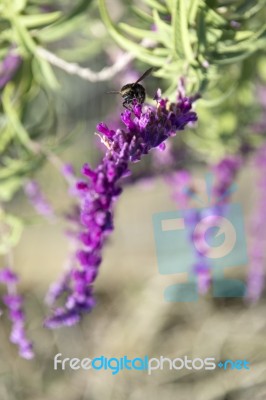 Bumblebee Flies Over Amethyst Sage Stock Photo