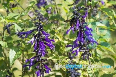 Bumblebee Flies Over Amethyst Sage Stock Photo