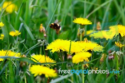 Bumblebee Flying From Flower Stock Photo