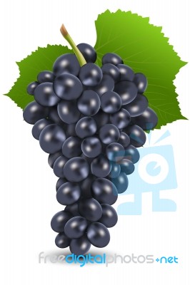 Bunch Of Black Grapes Stock Image