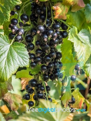 Bunch Of Blackcurrants Ripening In The Sun Stock Photo