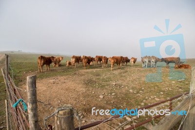 Bunch Of Brown Cows Stock Photo